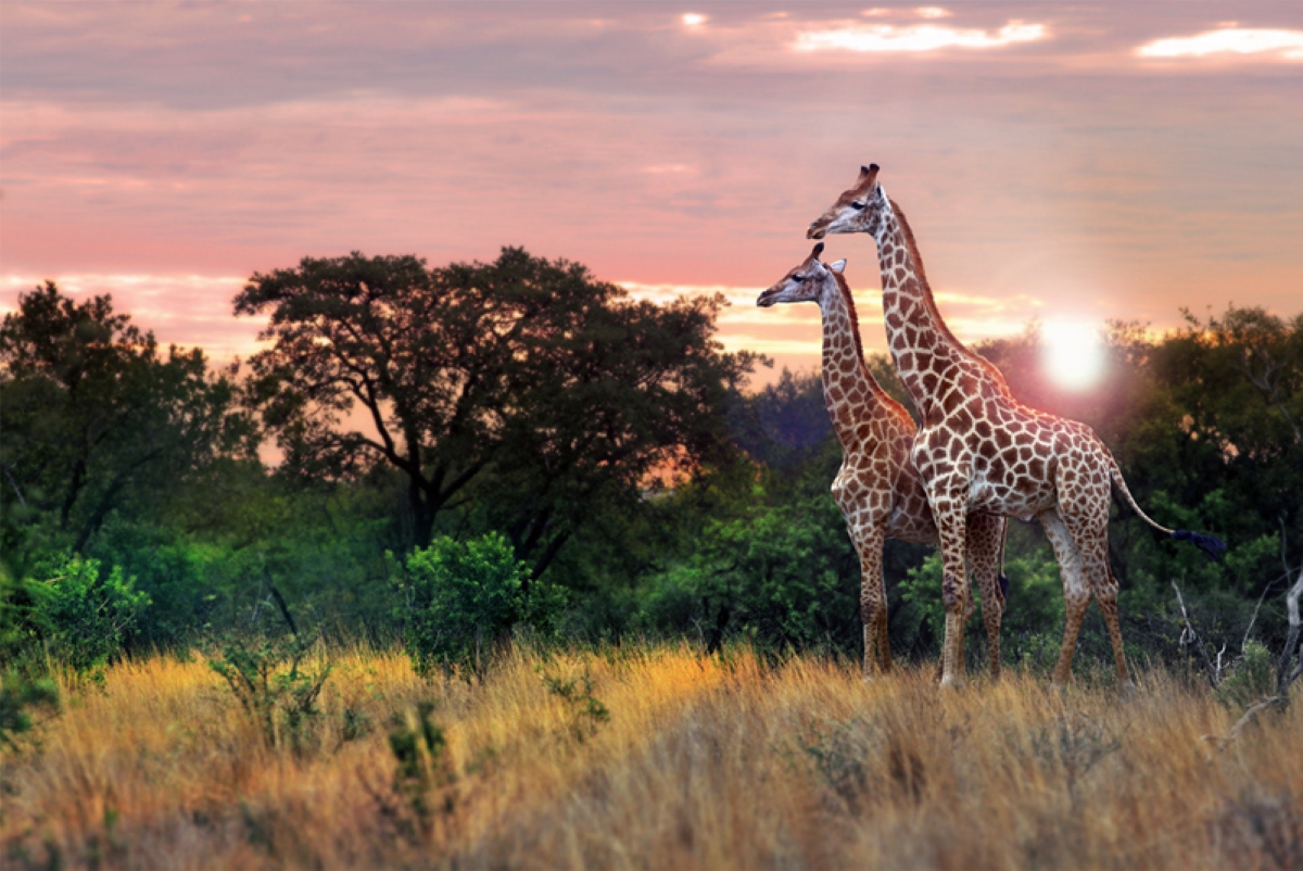 song_for_africa_resized song_for_africa_resized