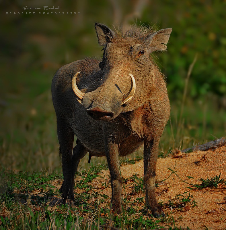 warthog_for_tn warthog_for_tn