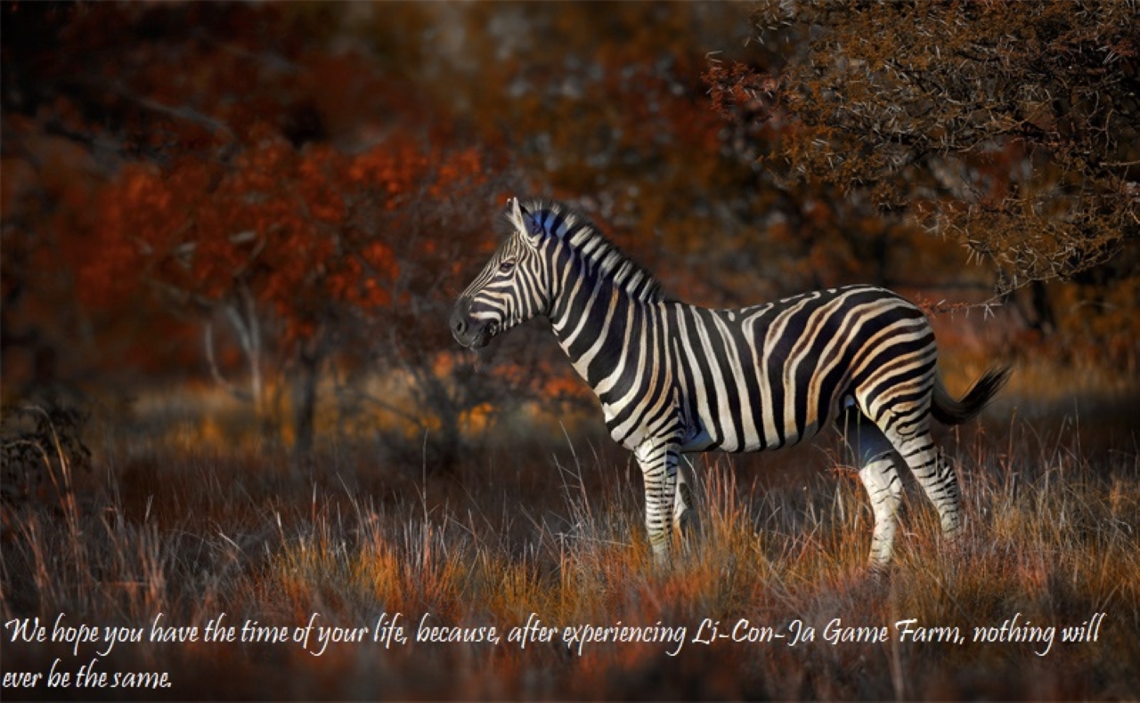 zebra_sunset3